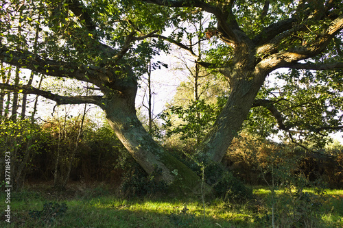 huge two limb oak tree