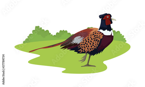 wild pheasant bird animal in the camp