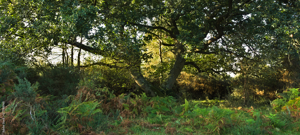 Fototapeta premium old oak tree at Stoke Common