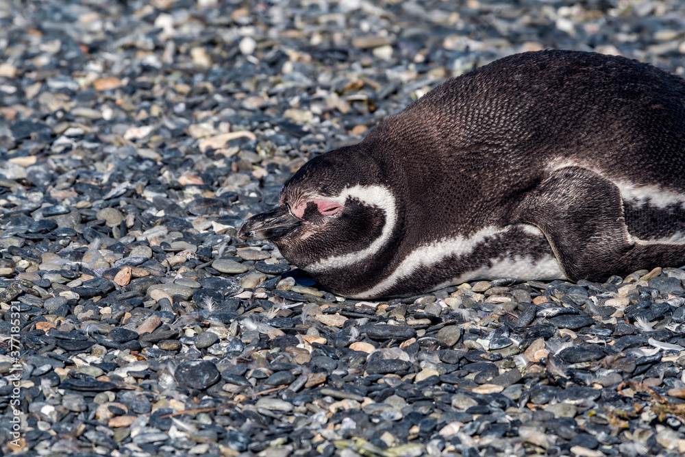 Obraz premium Magellanic Penguin (Spheniscus magellanicus) at colony, Land of Fire (Tierra del Fuego), Argentina