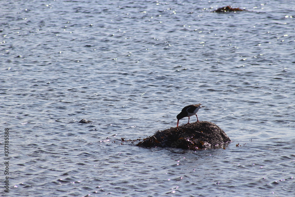 Fototapeta premium Oystercatcher
