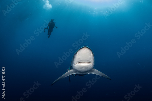 Blue shark and the diver