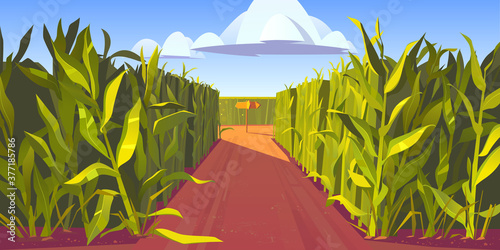Road on cornfield with fork and wooden direction sign Fototapet
