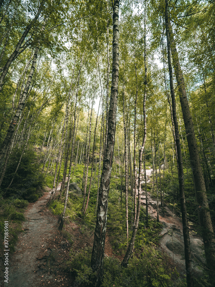Birkenwald - Waldweg durch den Nationalpark Sächsische Schweiz Birkenwald - Waldweg durch den Nationalpark Sächsische Schweiz