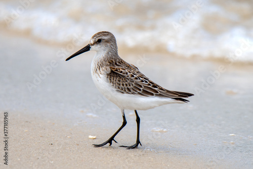 western sandpiper