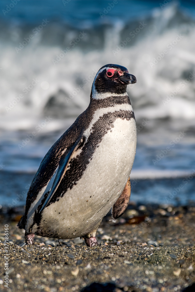 Naklejka premium Magellanic Penguin (Spheniscus magellanicus) at colony, Land of Fire (Tierra del Fuego), Argentina