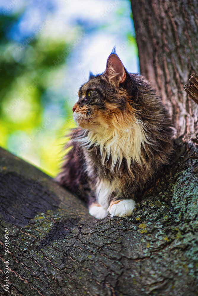 Fototapeta premium A domestic Maine Coon cat sits on a tree in a summer park.
