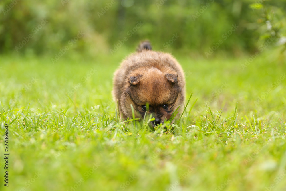 brown spitz puppy is on the grass brown spitz puppy is on the grass