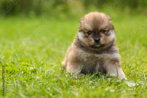 brown spitz puppy is on the grass