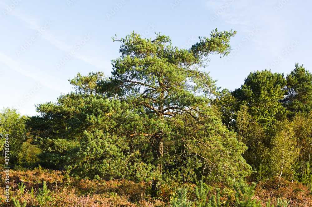 pine tree in the grassland