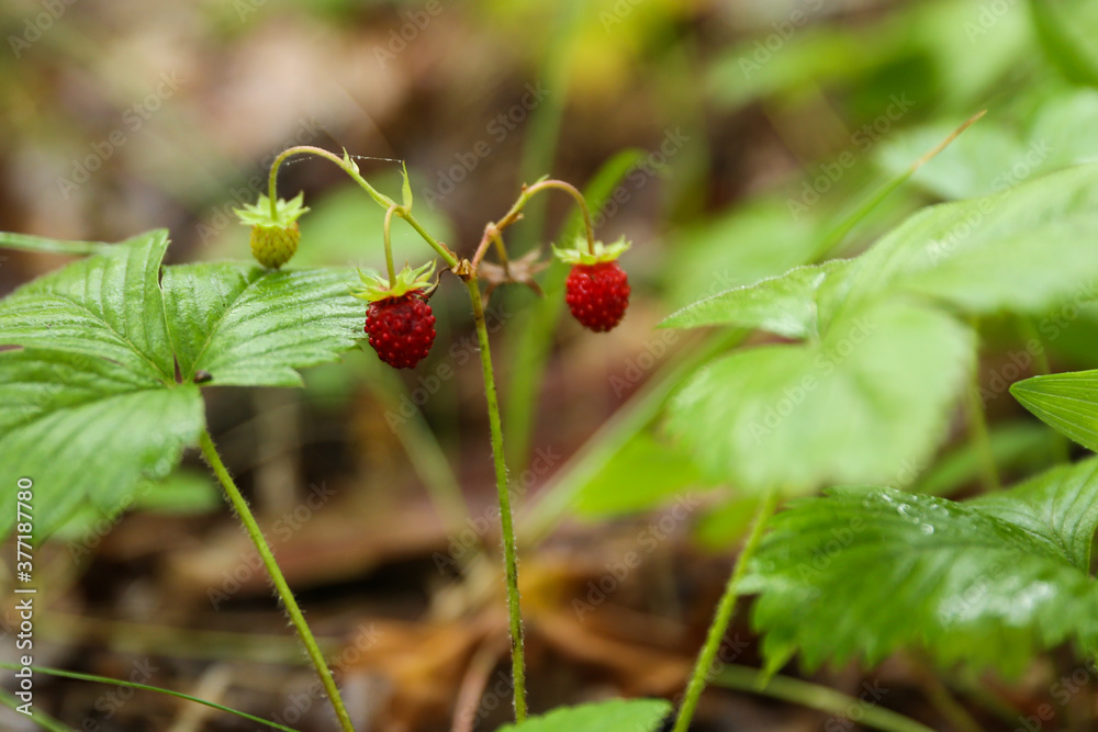 strawberries in the forest close up strawberries in the forest close up