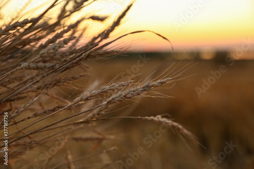 background of golden agricultural field