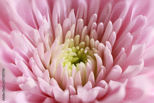 close up shot of Chrysanthemum flower 