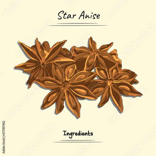 Star Anise Illustration. Ingredients For food element. Sketch and Vector Style. food element, vegetable, and ingredients concept.