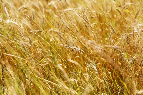 golden ears of rye on the field