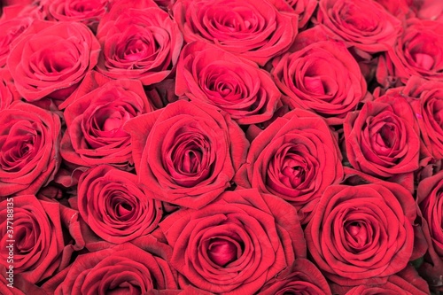 A beautiful background of a large number of scarlet roses.