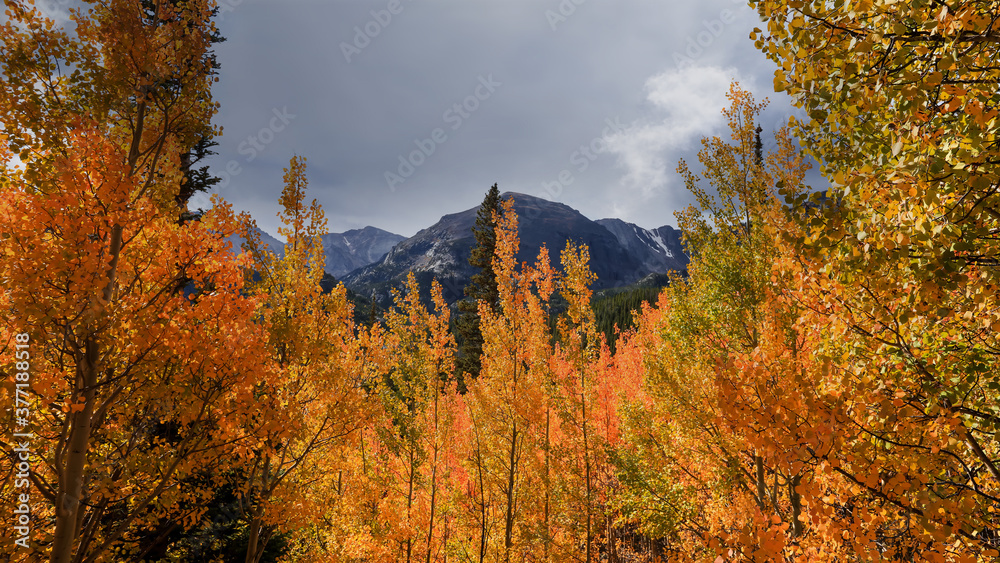 Colorful Aspen trees in Colorado rocky mountains 
