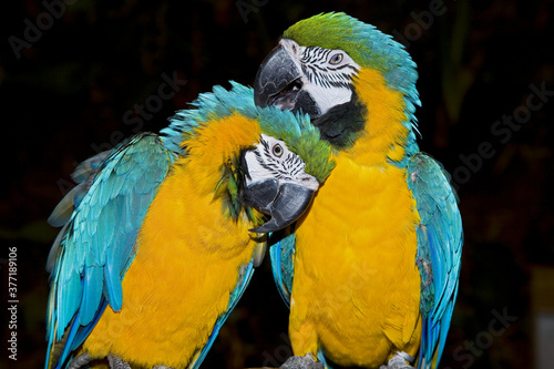 Macaw