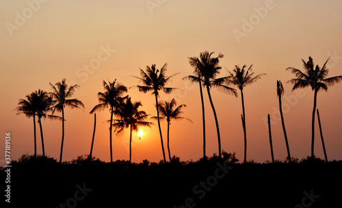 Palm trees in the setting sun in Goa