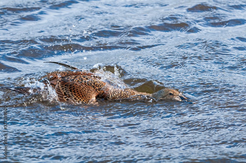 Fototapeta premium King Eider (Somateria spectabilis) female in Barents Sea coastal area, Russia