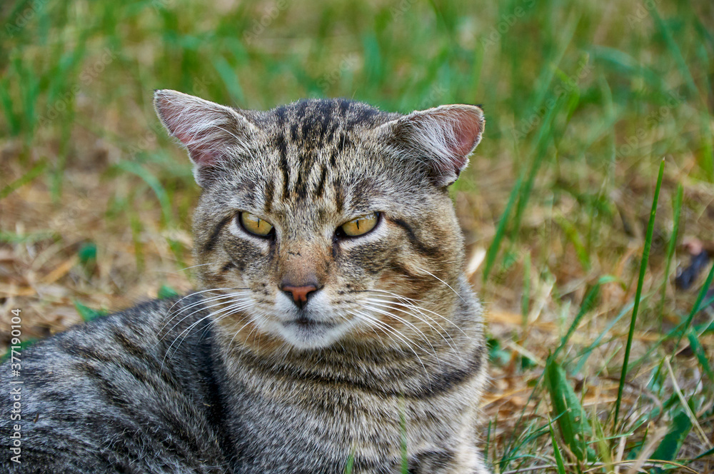 Tabby cat in the grass on a sunny autumn day Tabby cat in the grass on a sunny autumn day