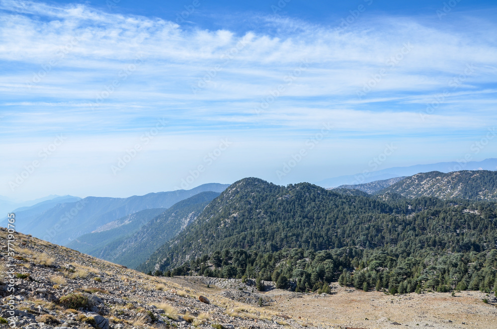 Lebanese cedars and stone valleys, mountain landscape of the Lycian way trail near Mount Olympos or Tahtali Dag near Antalya, Turkey