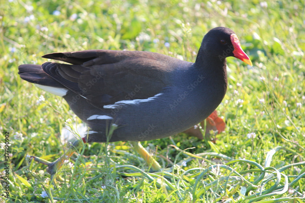 gallinella d'acqua gallinella d'acqua
