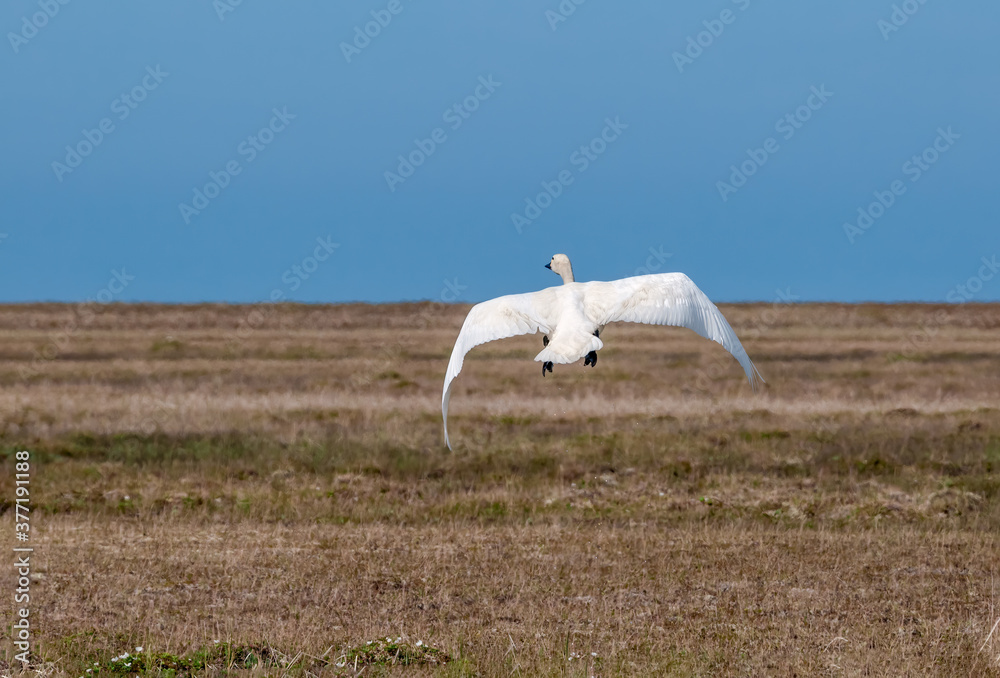 Fototapeta premium Bewick's Swan (Cygnus bewickii) in Barents Sea coastal area, Russia