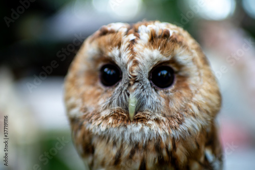 Beautiful owl on a blurred background. Owl. Young brown owl. Bird portrait.