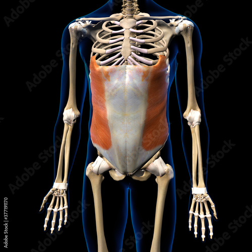 Male External Oblique Muscle in Isolation on Human Skeleton, 3D Rendering
