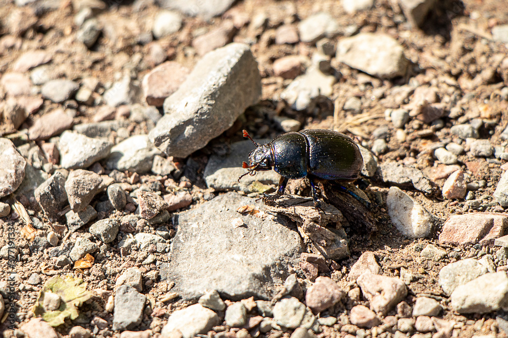 Käfer auf Steinen im Sonnenlicht
