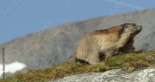 Alpine marmot running up