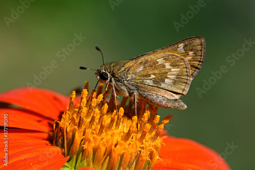 Peck’s skipper on Tithonia diversifolia or Mexican sunflower.   Polites peckius, the skipper, is a North American butterfly in the family Hesperiidae, subfamily Hesperiinae. photo