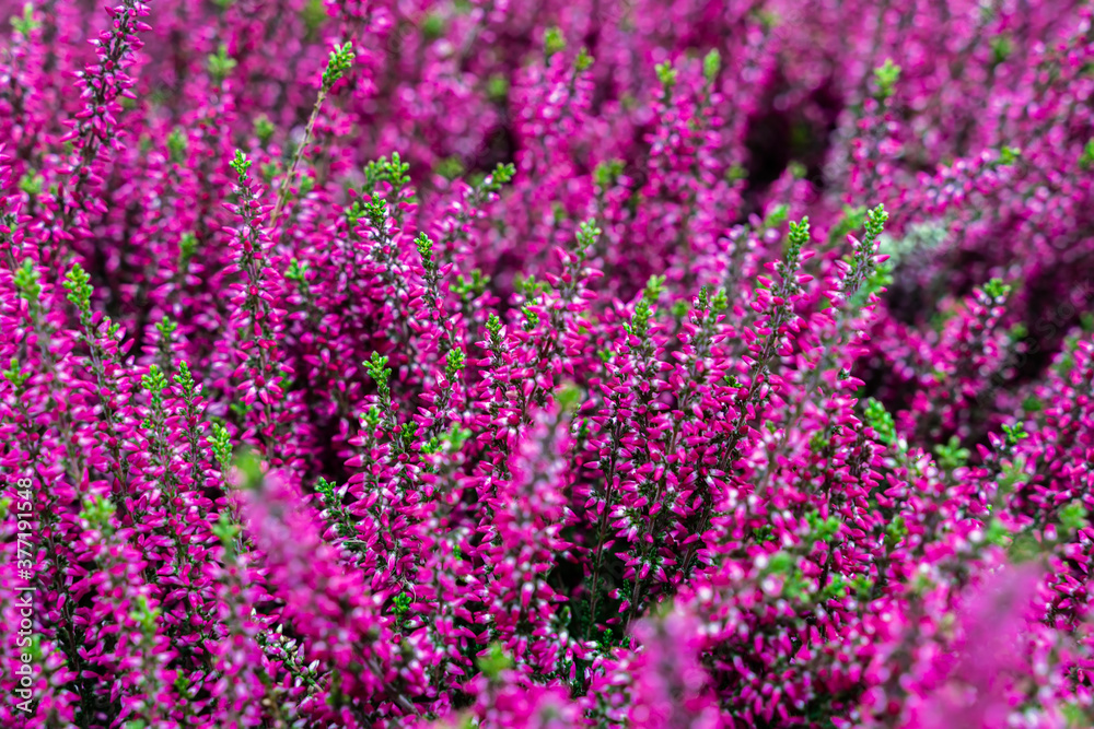 Colorful flowers of purple blooming erica, selective focus. Natural background