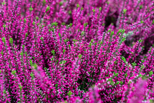 Colorful flowers of purple blooming erica, selective focus. Natural background