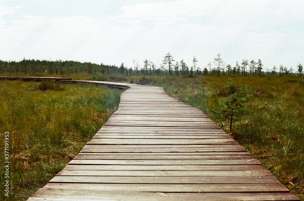 Wooden path in the swamp. Film photography.