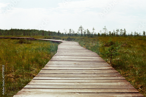 Wooden path in the swamp. Film photography.