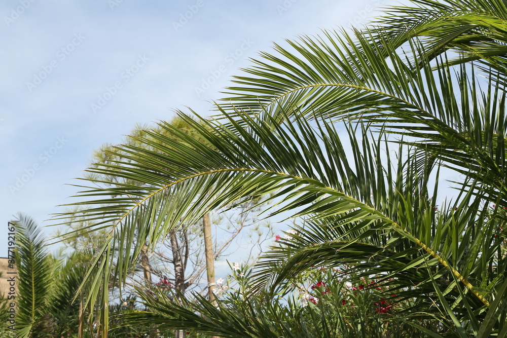 Beautiful palm leaves on a blue sky background Beautiful palm leaves on a blue sky background