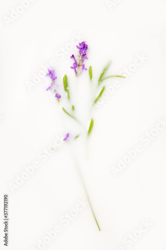 Lavender in a milk bath. Greeting card. Copy space  flat lay. Conceptual photography  purity  tenderness.