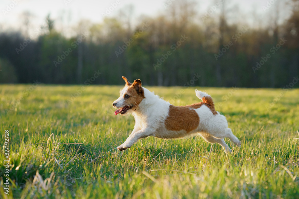 The dog is running. active jack russell terrier is flying across the field. Pet in motion.