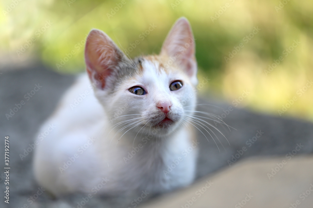 Photo of a beautiful little kitten on the street Photo of a beautiful little kitten on the street