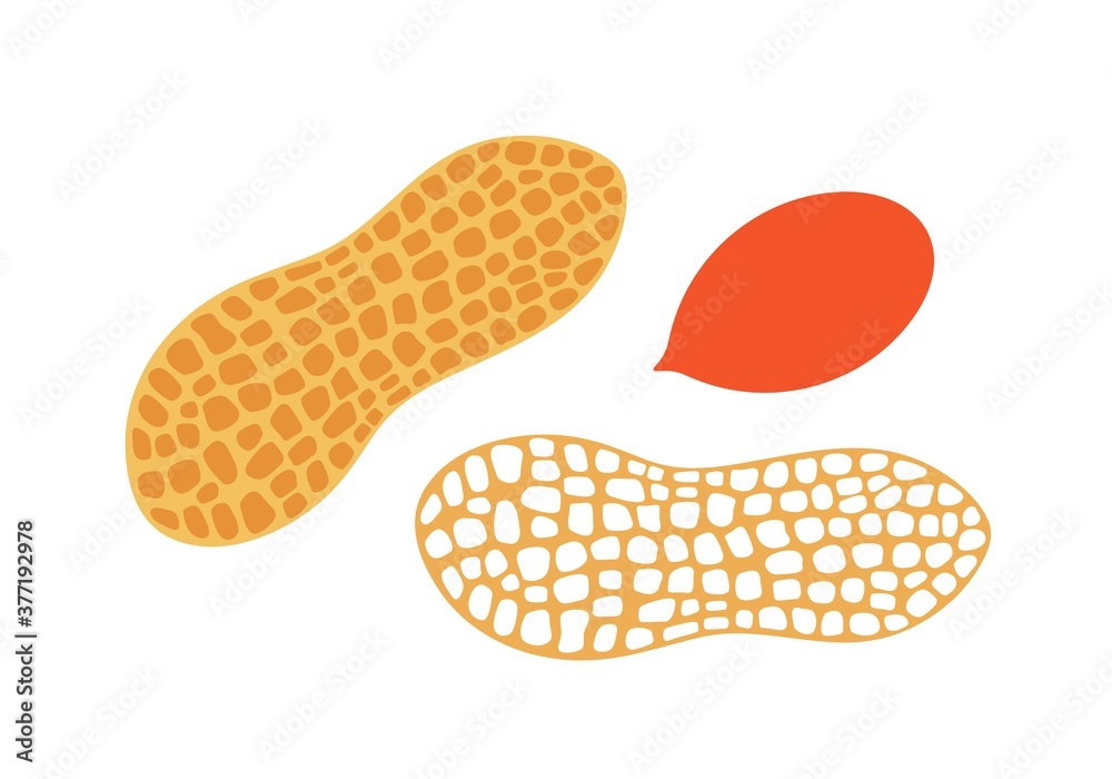 Peanut logo.  Isolated peanut on white background