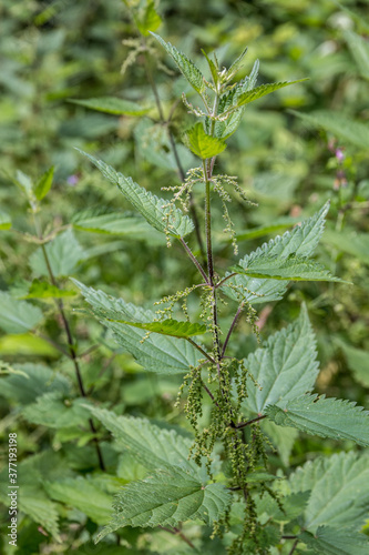 Big field of green nettles near the forest photo