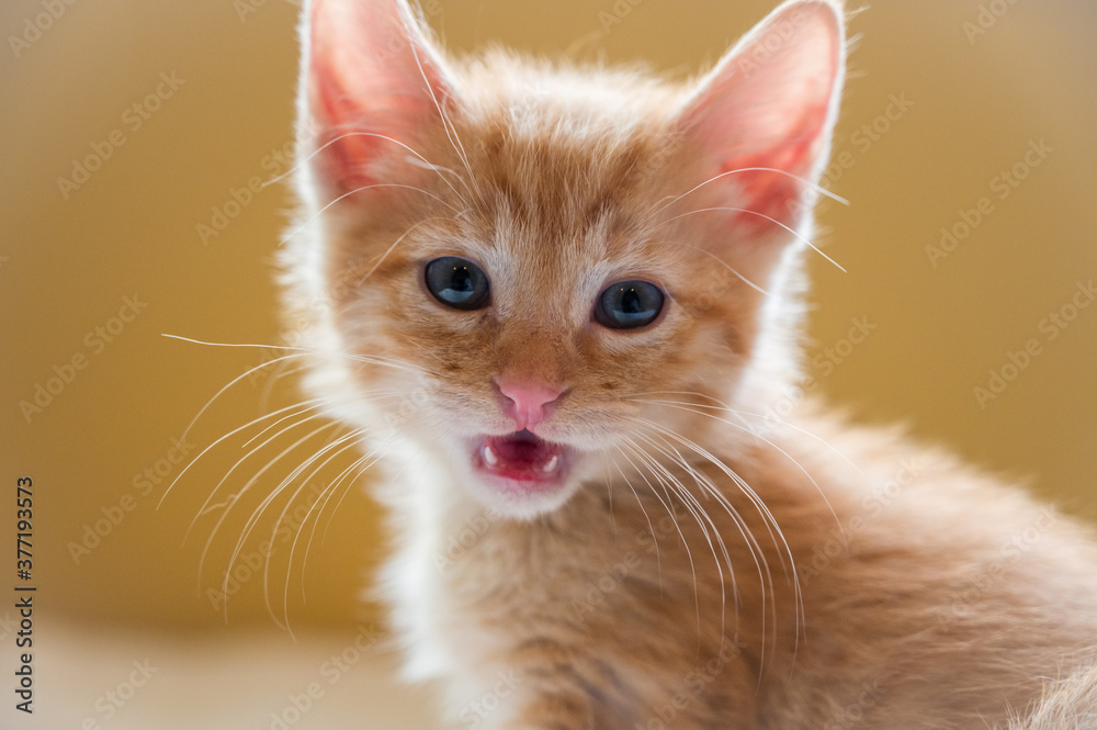 Young kitten with mouth open showing teeth