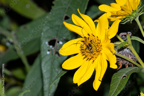 Goldenrod Soldier Beetle on Yellow Flower A1R_8793