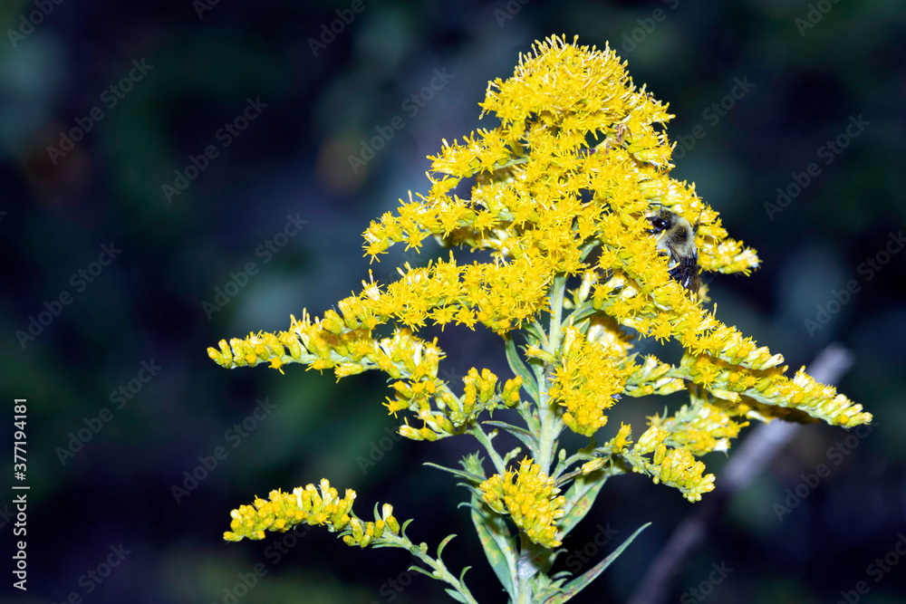 Goldenrod with Bumble Bee Goldenrod with Bee A1R_8750