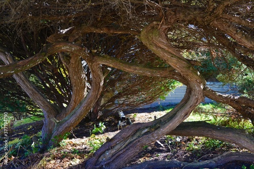Several twisted trunks of trees in a garden