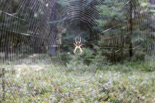 Huge spider on a web in the autumn forest, close-up