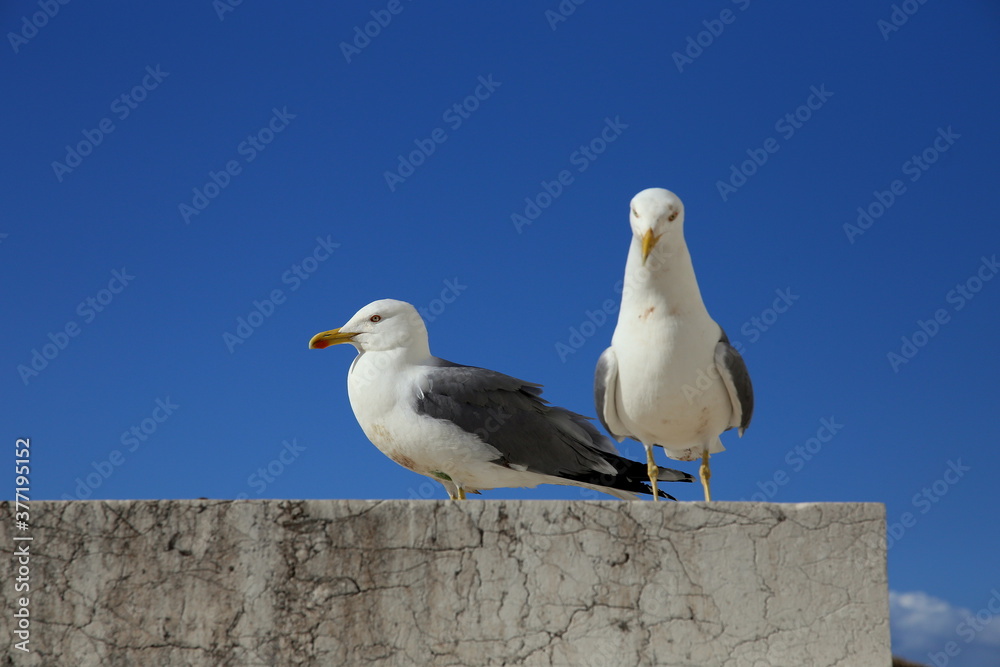 Pair of seagulls with blue sky background Pair of seagulls with blue sky background