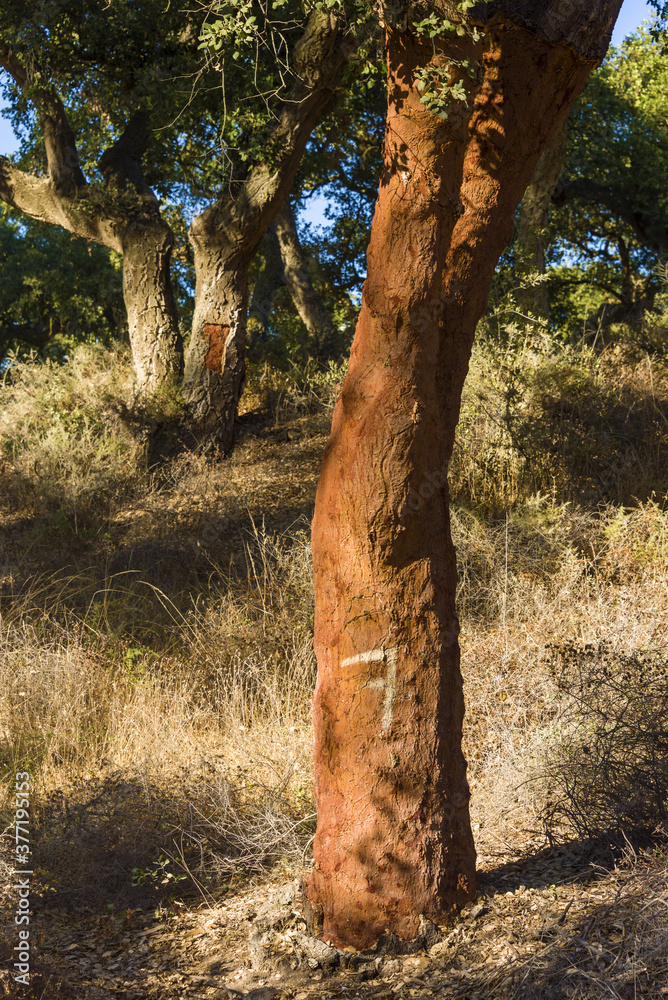 Fototapeta premium cork oak stripped of their bark in Alentejo, Portugal